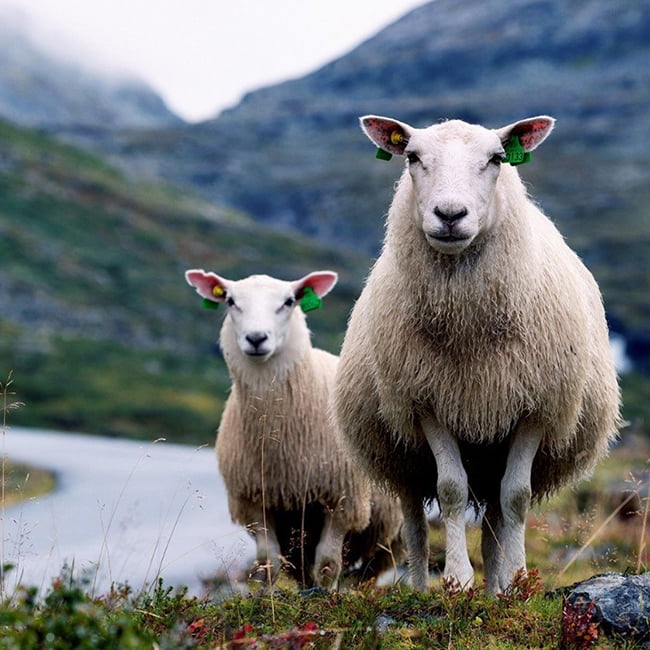 /global/-/media/stresslesssite/magasin/gu/sheeps_650x650.jpg?cx=0&cy=0&cw=460&ch=460&hash=09B117B5751A655E30B544D14F96A624