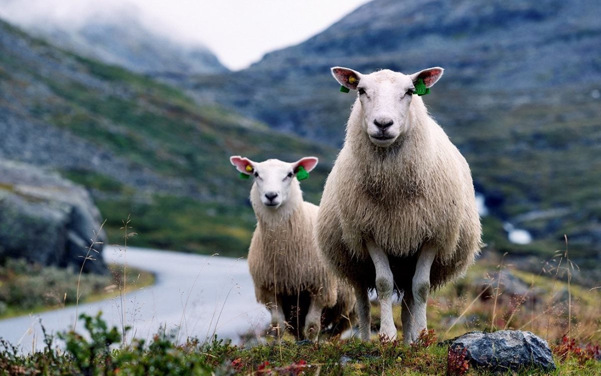 Two sheeps by the road in the mountain