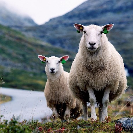 /en-sg/-/media/stresslesssite/magasin/gu/sheeps_650x650.jpg?cx=0&cy=0&cw=460&ch=460&hash=5225A3F27E2BABC0346DC6406E61467D