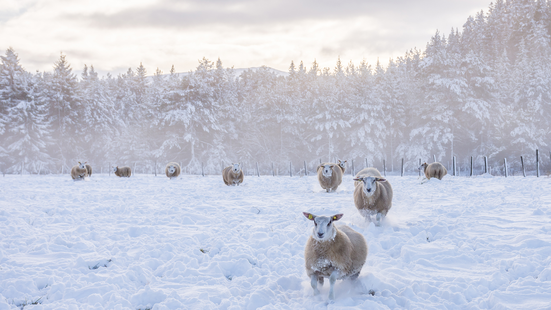 /ko-kr/-/media/stresslesssite/magasin/gu/wintersheep_1920x1080.jpg?cx=0&cy=0&cw=1920&ch=1080&hash=65E2B44031F6E894F419D07C94E43CC1