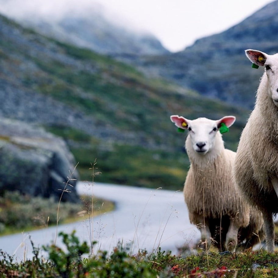 /nb-no/-/media/stresslesssite/magasin/gu/sheeps_1280x800.jpg?cx=0&cy=0&cw=912&ch=912&hash=B16C6E3DD6E803BCE13AAD60508DE53D