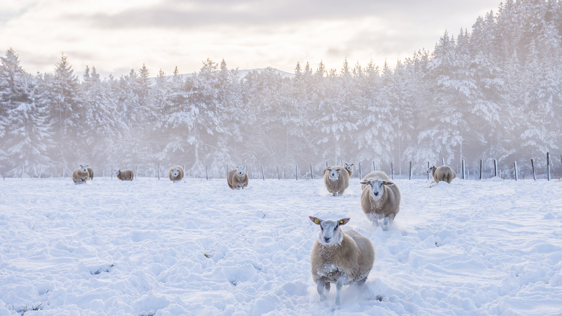 /nb-no/-/media/stresslesssite/magasin/gu/wintersheep_1920x1080.jpg